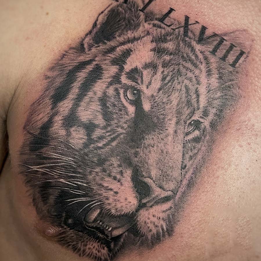 Tigre
